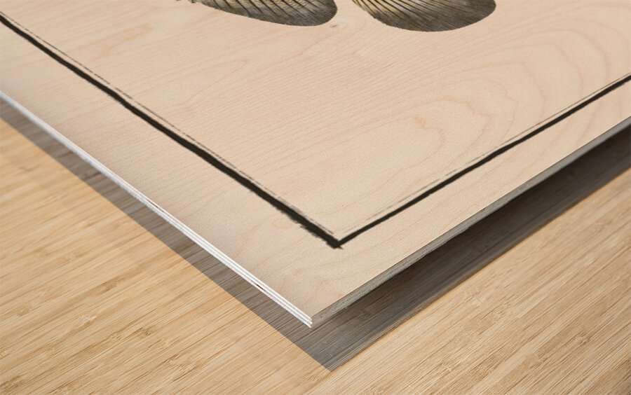 Chaetodon suratensis Wood print