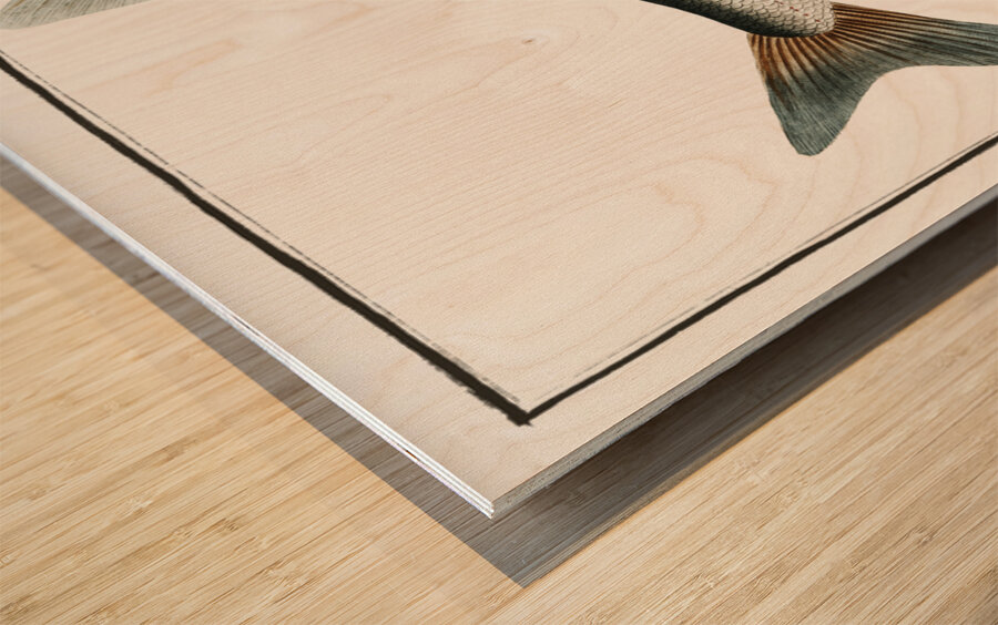 Baller-Carp Cyprinus Ballerus Wood print