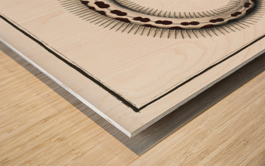 Muraena Ophis Wood print