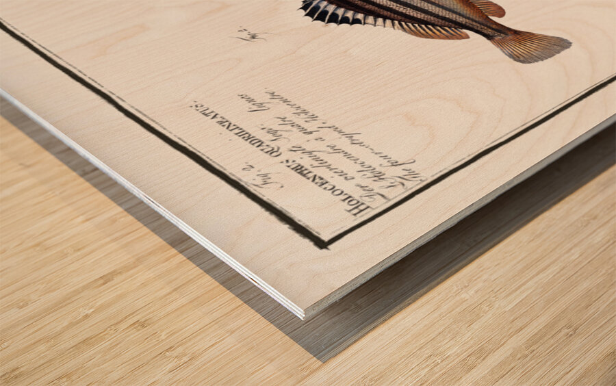 1. Slave-fish Holocentrus Servus 2. Four-striped Holocentre Holocentrus quadrilineatus Wood print