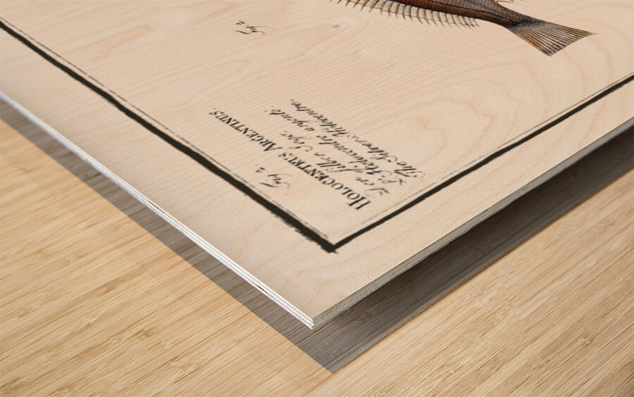 1. Streaked Holocentre Hoocentrus striatus 2. Silver-Holocentre Holocentrus Argentinus Wood print