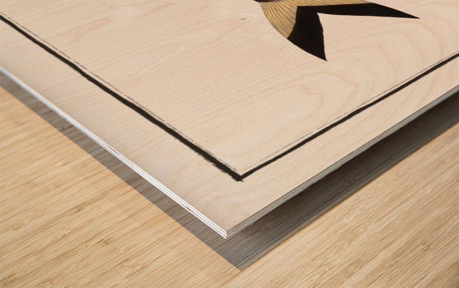 Chinese Herring Clupea sinensis Wood print