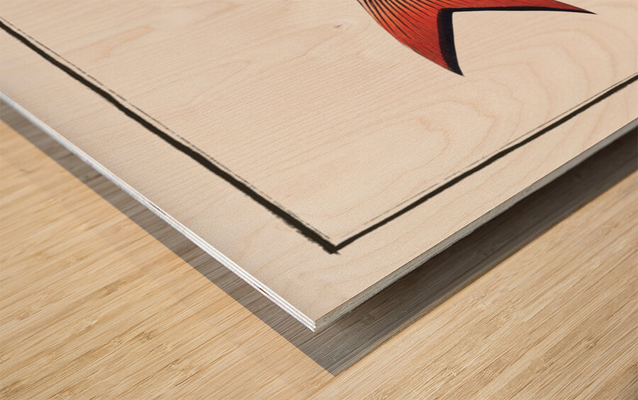 Annular Gilt-head Sparus annularis Wood print