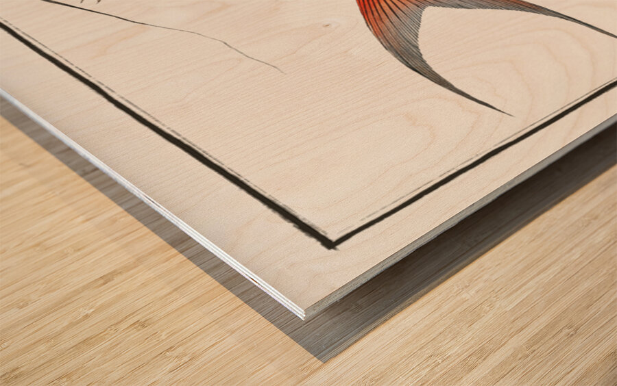 Saltwater Katfish Silurus Bagre Wood print