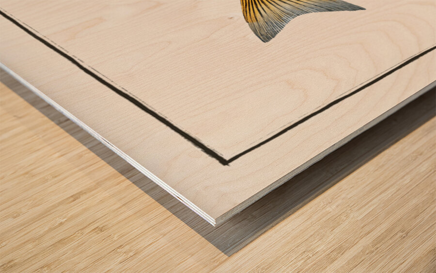 Lineated Umber Sciaena lineata Wood print