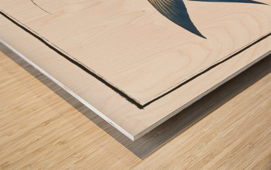 Sprat Clupea Thrissa Wood print