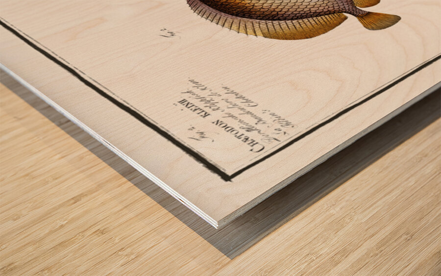 1. Chinese Chetodon Chaetodon Chinensis 2. Kleins Chetodon Chaetodon Kleinii Wood print