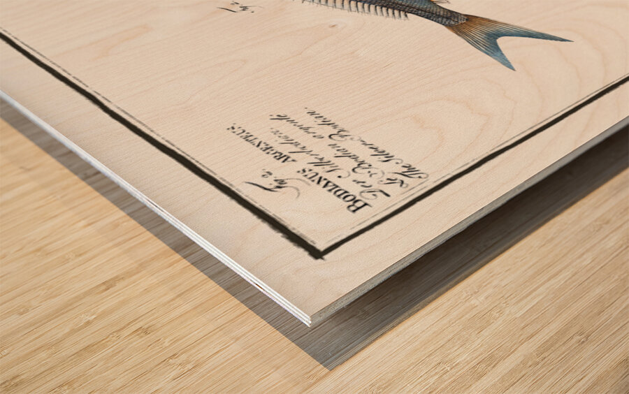 1. Starry Bodian Bodianus stellifer 2. Silver Bodian Bodianus Argenteus Wood print