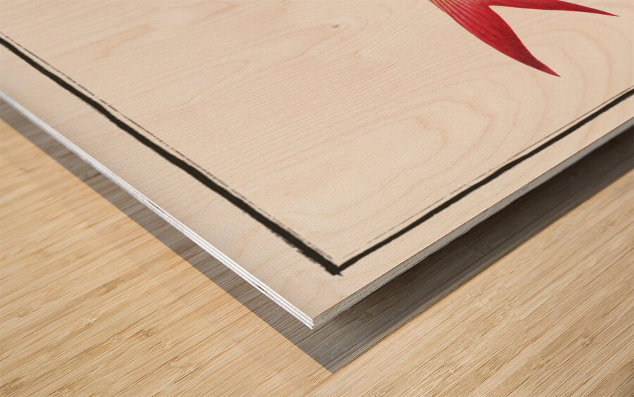 Jaguar Bodianus pentacanthus Wood print