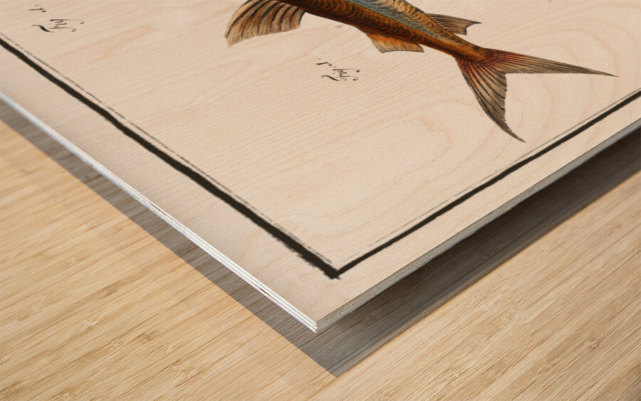 1. Longbearded Silurus Clarias 2. Crack-Belly Silurus Ascita Wood print