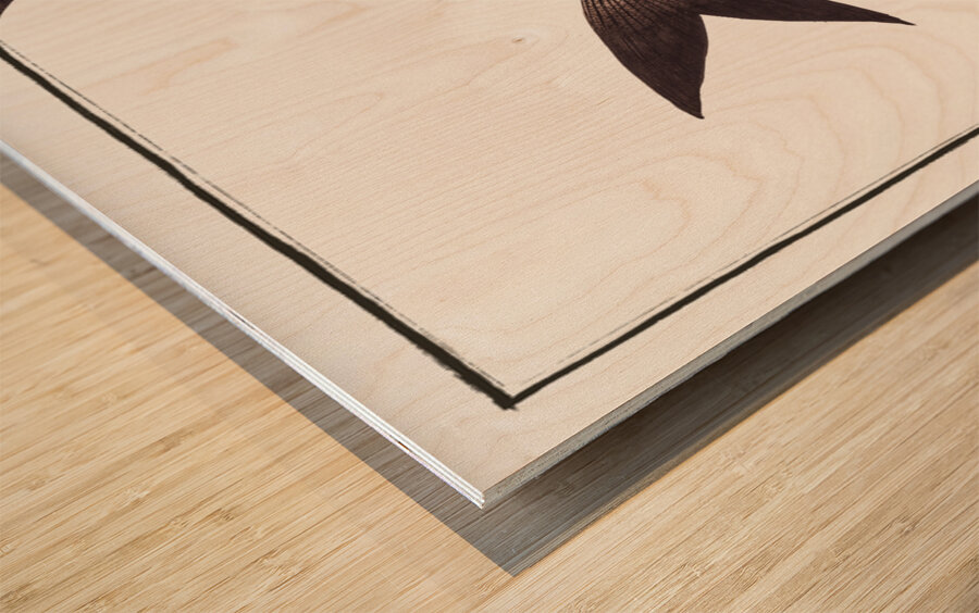 Black-Pampel Stromateus niger Wood print