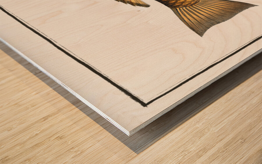 Green Parrot-fish Scarus viridis Wood print