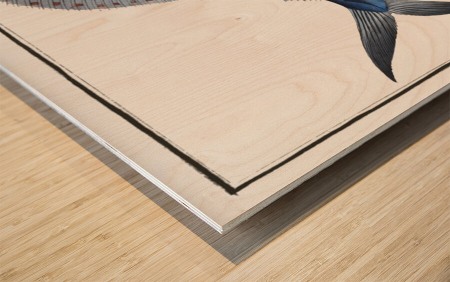 Ola-Fish Scomber Gladius Wood print