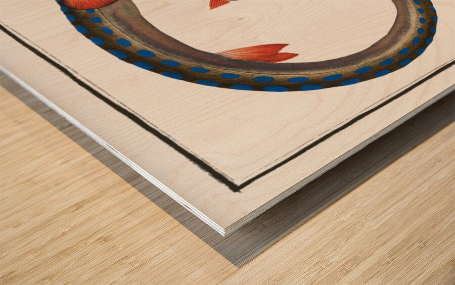 Tobacco-Pipe-Fish Fistularia tabacaria Wood print