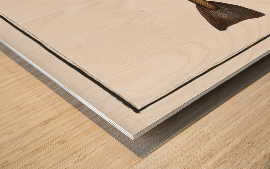 Whiting Gadus Merlangus Impression sur bois