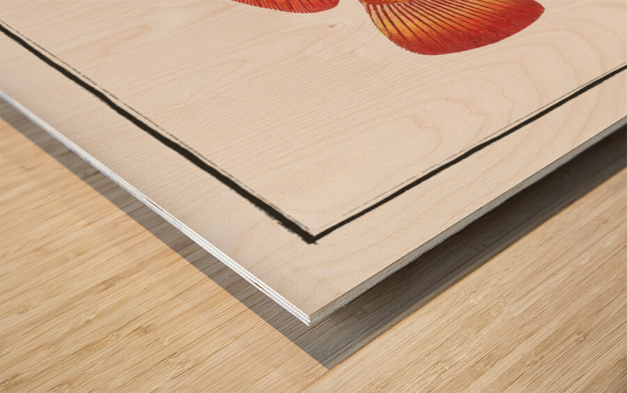 Holocentrus auratus Wood print