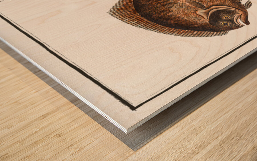 Pearl Pleuronectes Rhombus Wood print