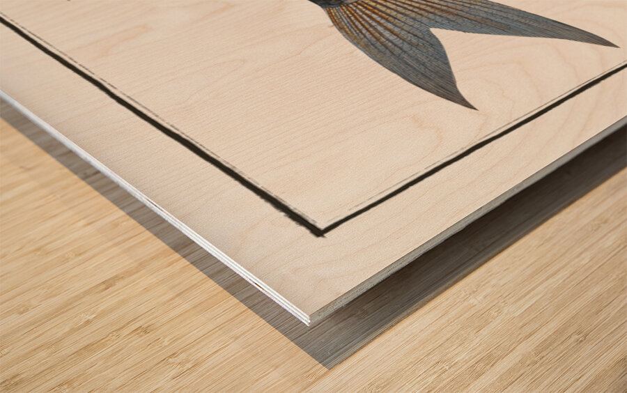 Kalamin Polynemus plebeius Wood print