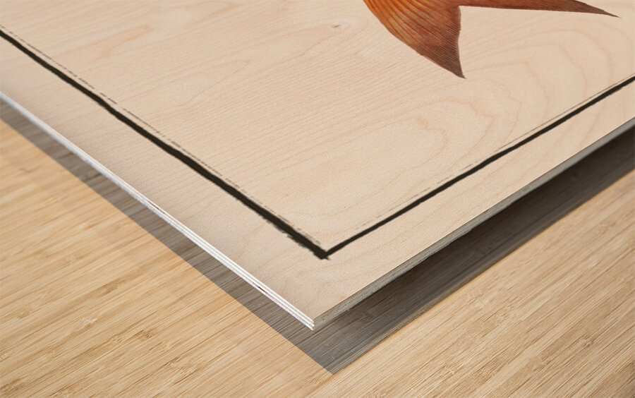 Goggle-eye Sparus macrophthalmus Wood print