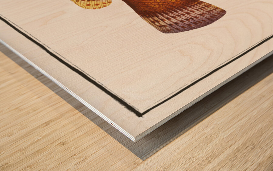 Maculated Wrasse Labrus maculatus Wood print