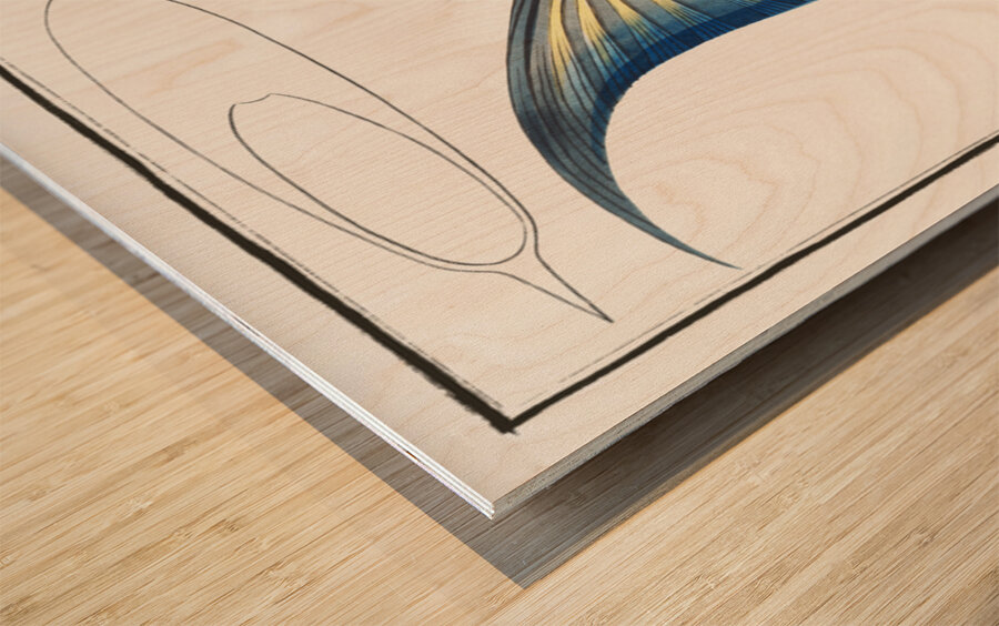 Old-Wife Balistes Vetula Wood print