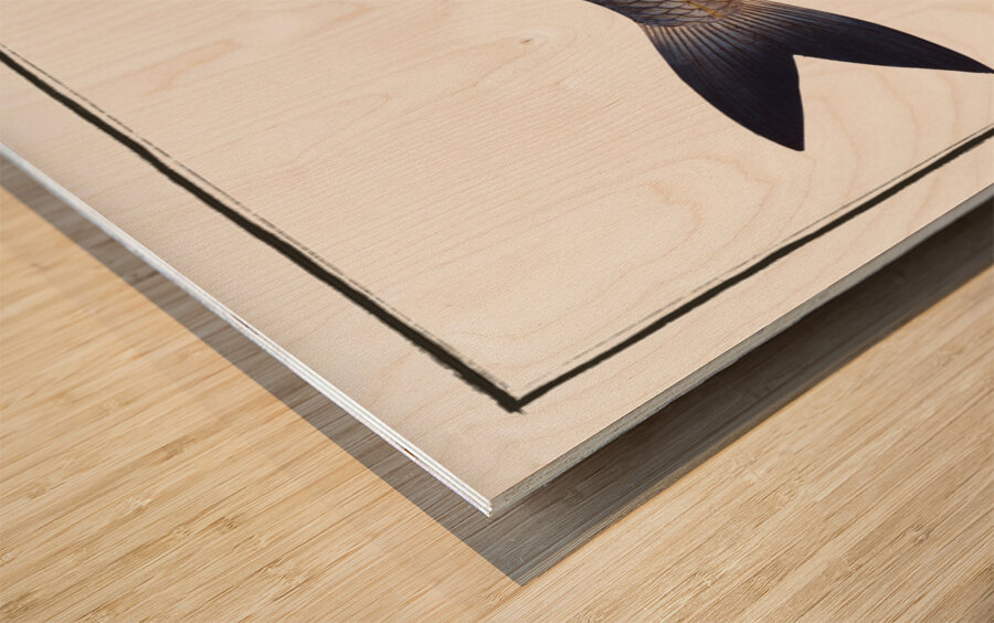 Pilchard Clupea Pilchardus Wood print