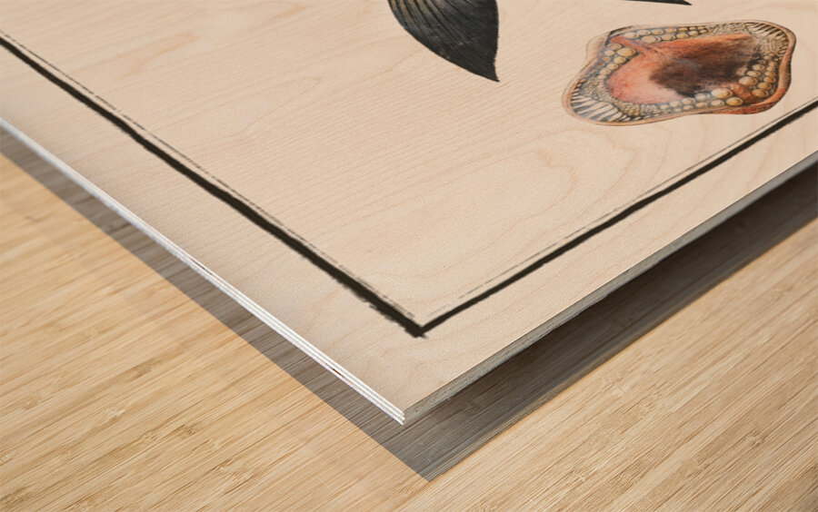 Base Sparus Sargus Wood print