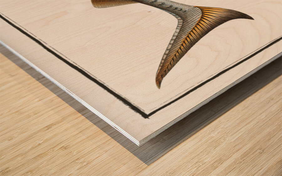 Sturgeon Acipencer Sturio Wood print