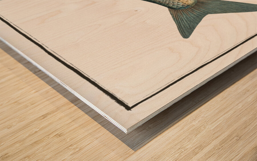 Blicca Cyprinus Blicca Wood print