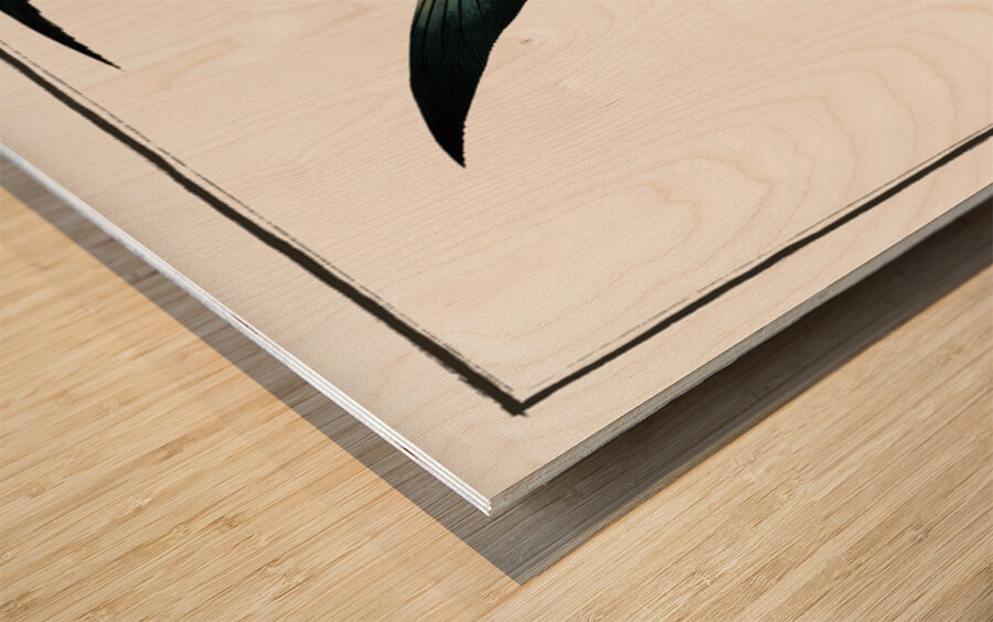 Chaetodon rhomboides Wood print