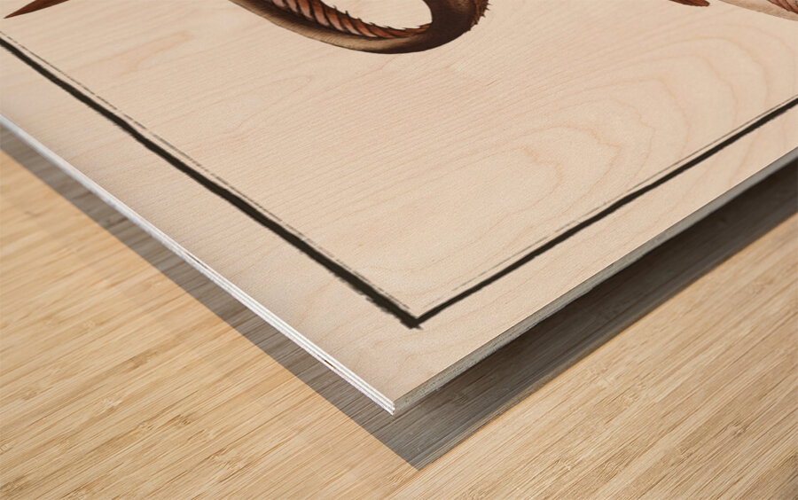 Aspread Platystacus cotylephorus Wood print