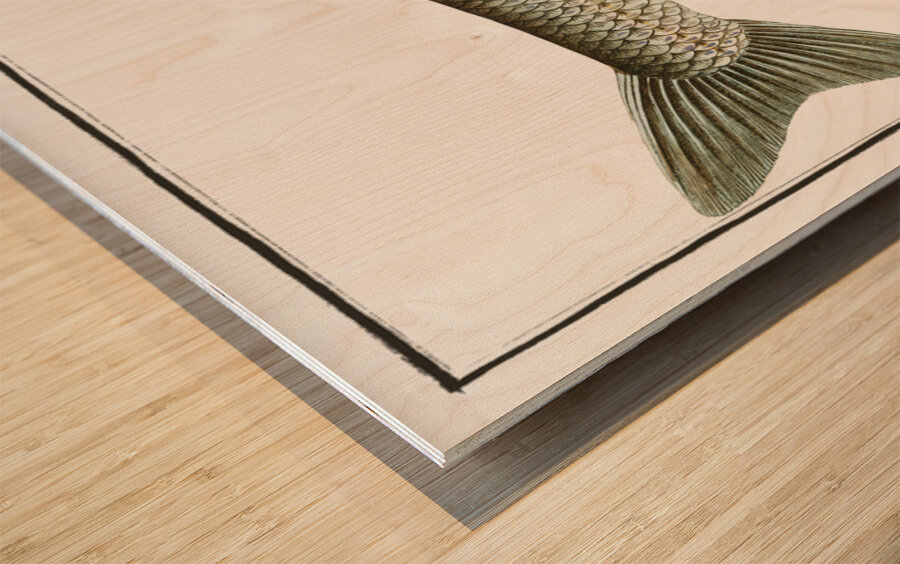 Aspius Cyprinus Aspius Wood print