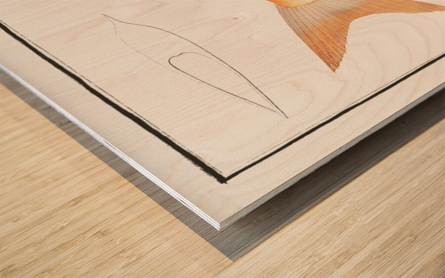 Kyrtus indicus Wood print