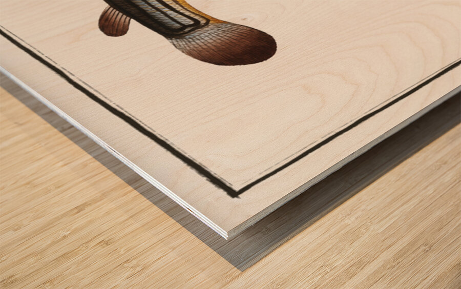 Four-eye Anableps tetrophthalmus Wood print