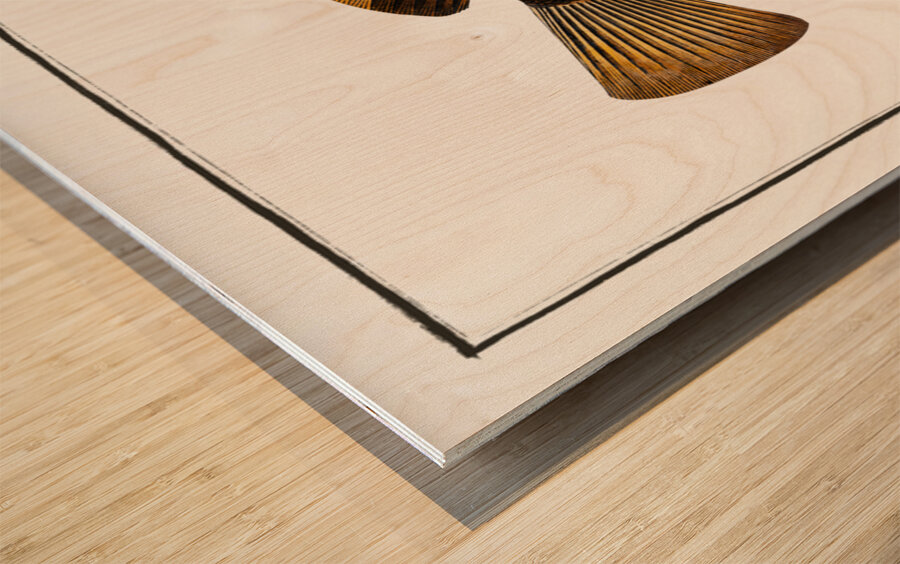 Double-streaked Holocentre Holocentrus fasciatus Wood print