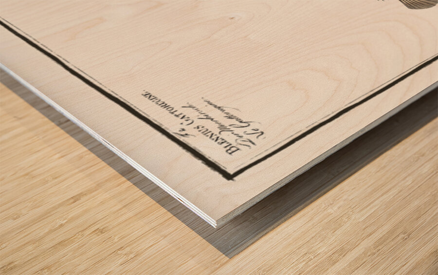 1. Butterfly-fish Blennius ocellaris 2. Blennius Gattorugine Wood print