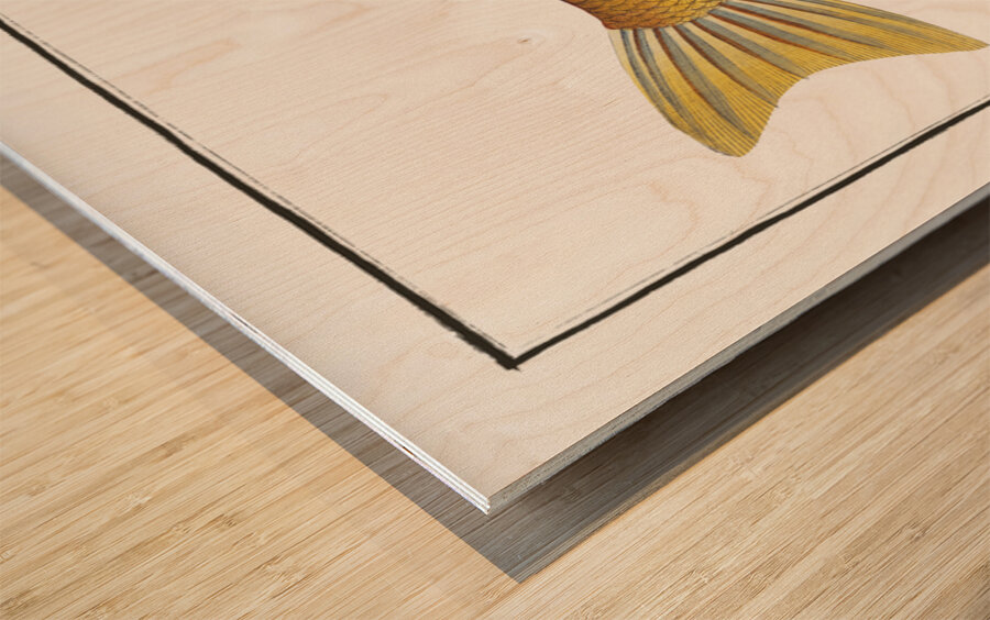 Plumiers Mullet Mugil Plumeri Wood print