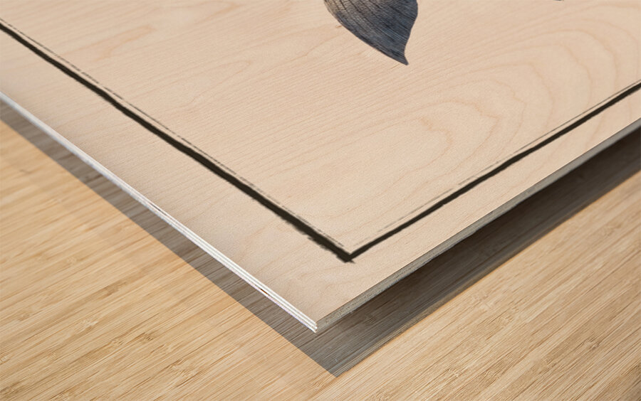 Silver-Pampel Stromateus argenteus Wood print