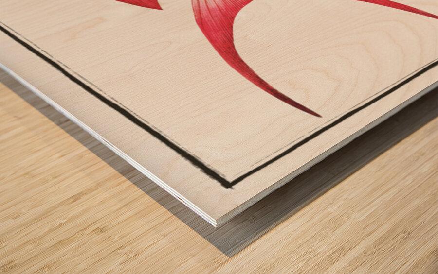 Red Grunt Anthias Sacer Wood print