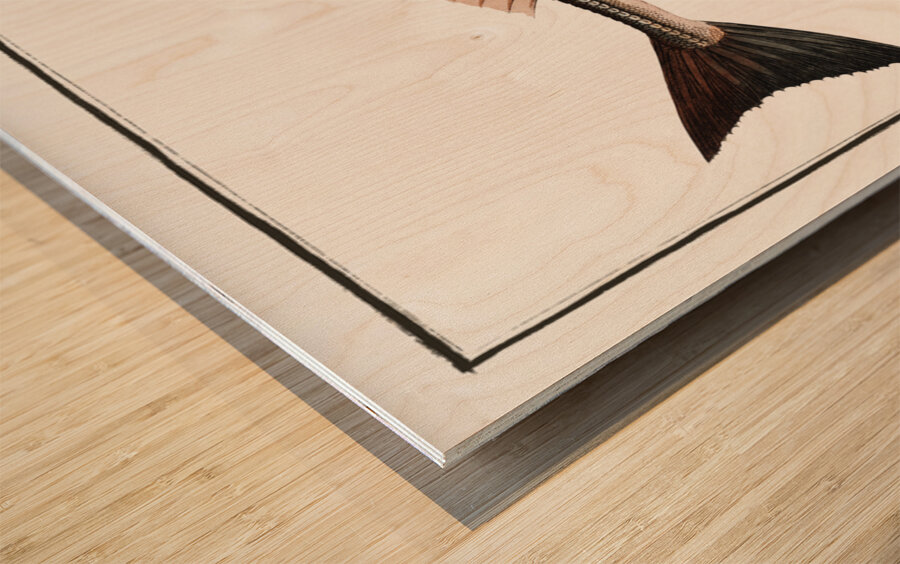 Grey Gurnard Trigla Gurnardus Wood print