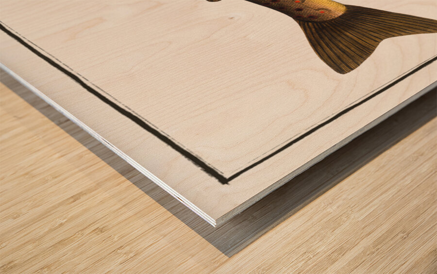 Brown Trout Salmo Fario Wood print