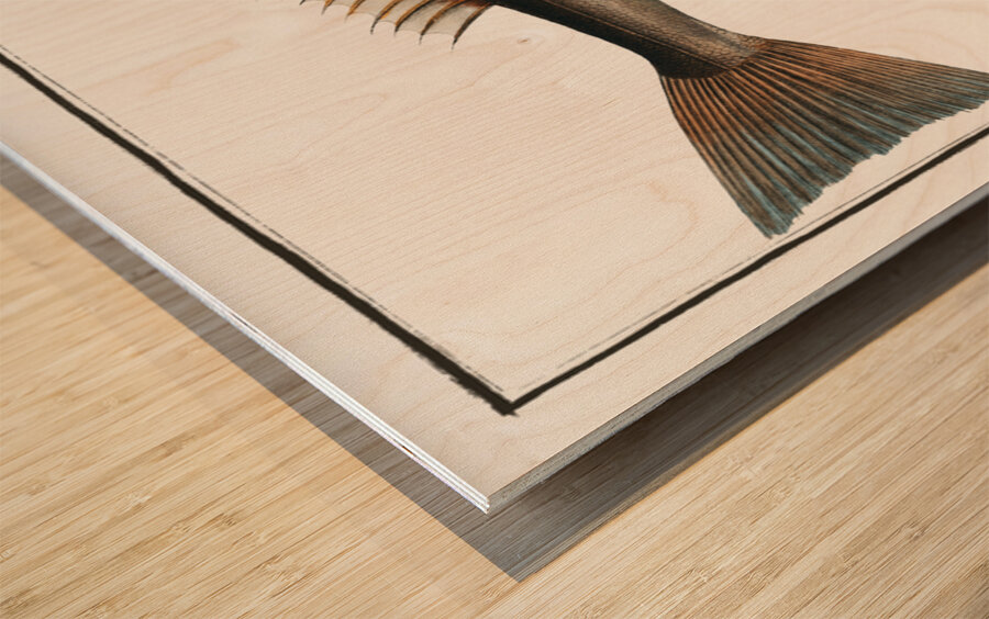 Tub-Fish Trigla Hirundo Wood print