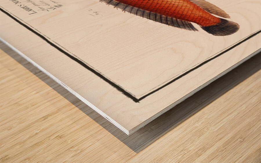 1. Double-Striped Wrasse Labrus bivittatus 2. Great-Scaled Wrasse Labrus macrolepidotus Wood print