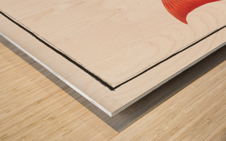 Bodianus Aya Wood print