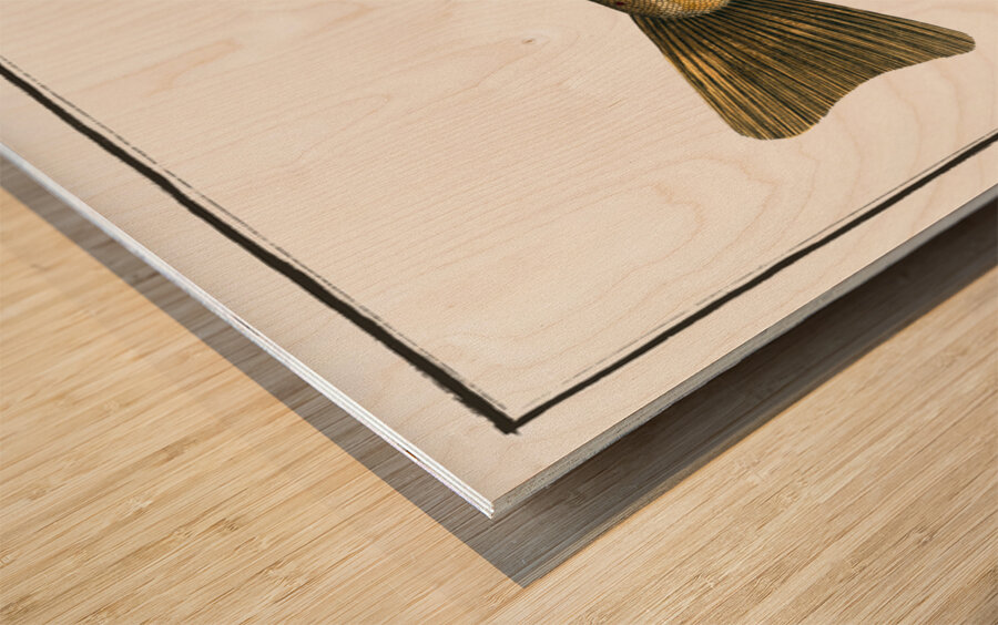 Trout Salmo Fario Wood print