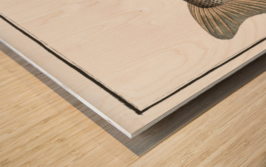 Picke-Perch Perca Lucioperca Wood print