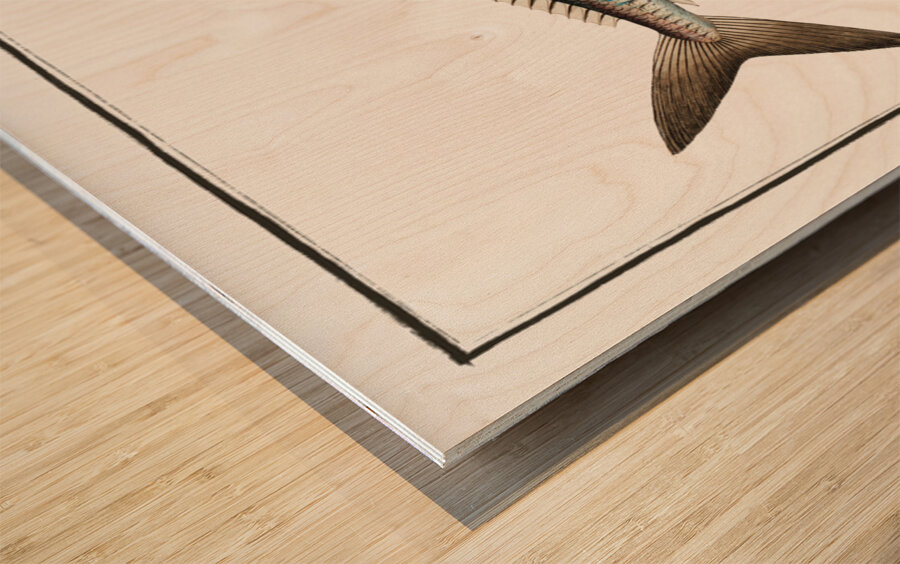 Scad Scomber Trachurus Wood print