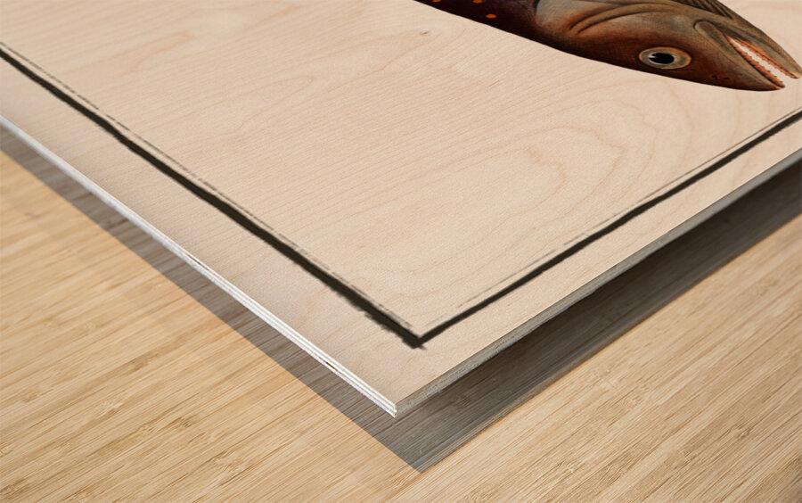 Salveling Salmo Salvelinus Wood print