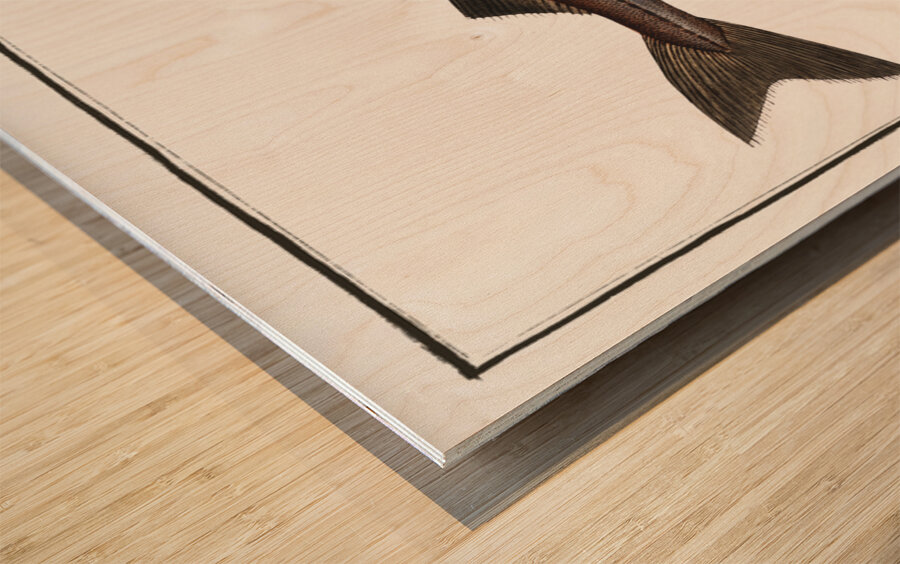 Pollack Gadus Pollachius Wood print
