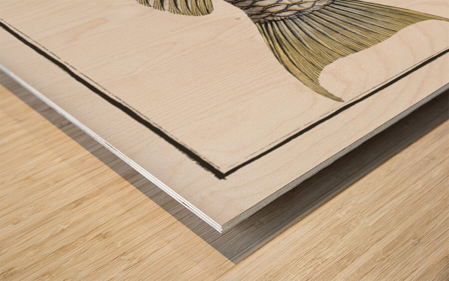 Sparus Abildgaardi Wood print